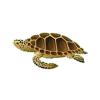 Loggerhead Turtle