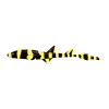 Bumblebee Cat Shark