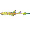 Parrotfish Cat Shark