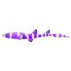 Purple Clown Cat Shark