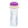 Purple Striped Jellyfish