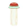 Red Striped Jellyfish
