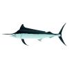 Black Marlin