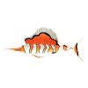 Clownfish Sailfish