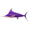 Purple Striped Marlin