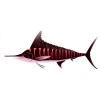 Red Striped Marlin