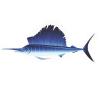 Sailfish