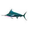 Teal Striped Marlin