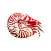 Candycane Nautilus