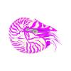 Pink Nautilus