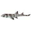 Collared Carpet Shark