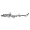 Grey Leopard Shark