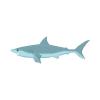 Mako Shark