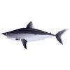 Porbeagle Shark