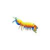 Beach Mantis Shrimp