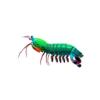 Mantis Shrimp