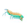 Tropical Mantis Shrimp