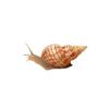 Banded Tulip Snail