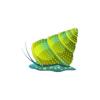 Parrotfish Top Snail