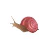 Pink Snail