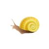 Yellow Snail