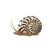 Zebra Snail