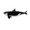 Orca Whale Classic