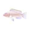 Albino Cichlid