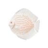 Albino Discus