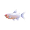 Albino Tetra