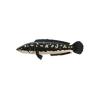 Giant Snakehead