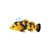 Bumble Rockfish