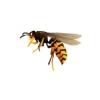 European Hornet