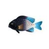 Bicolor Damselfish