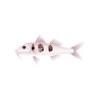 Spotted Goatfish