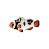 Painted Clownfish