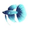 Aqua Betta
