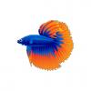 Bicolor Betta