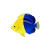 Bicolor Butterflyfish