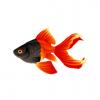 Bicolor Goldfish
