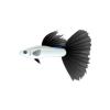 Bicolor Guppy