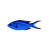 Blue Chromis
