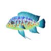 Blue Cichlid