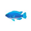 Blue Damselfish