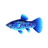 Blue Platy