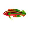 Festive Fairy Wrasse