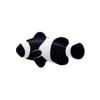 Ocellaris Clownfish
