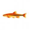 OaB Minnow