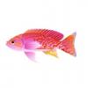 Bimaculatus Anthias