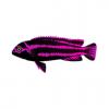 Electric Pink Maingano Cichlid